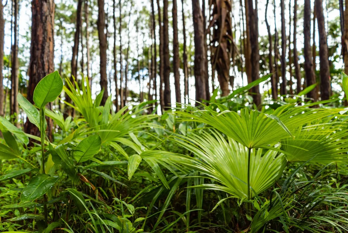Green Fan Palm amidst dense forest vegetation at L'Exil Lodges in Mauritius