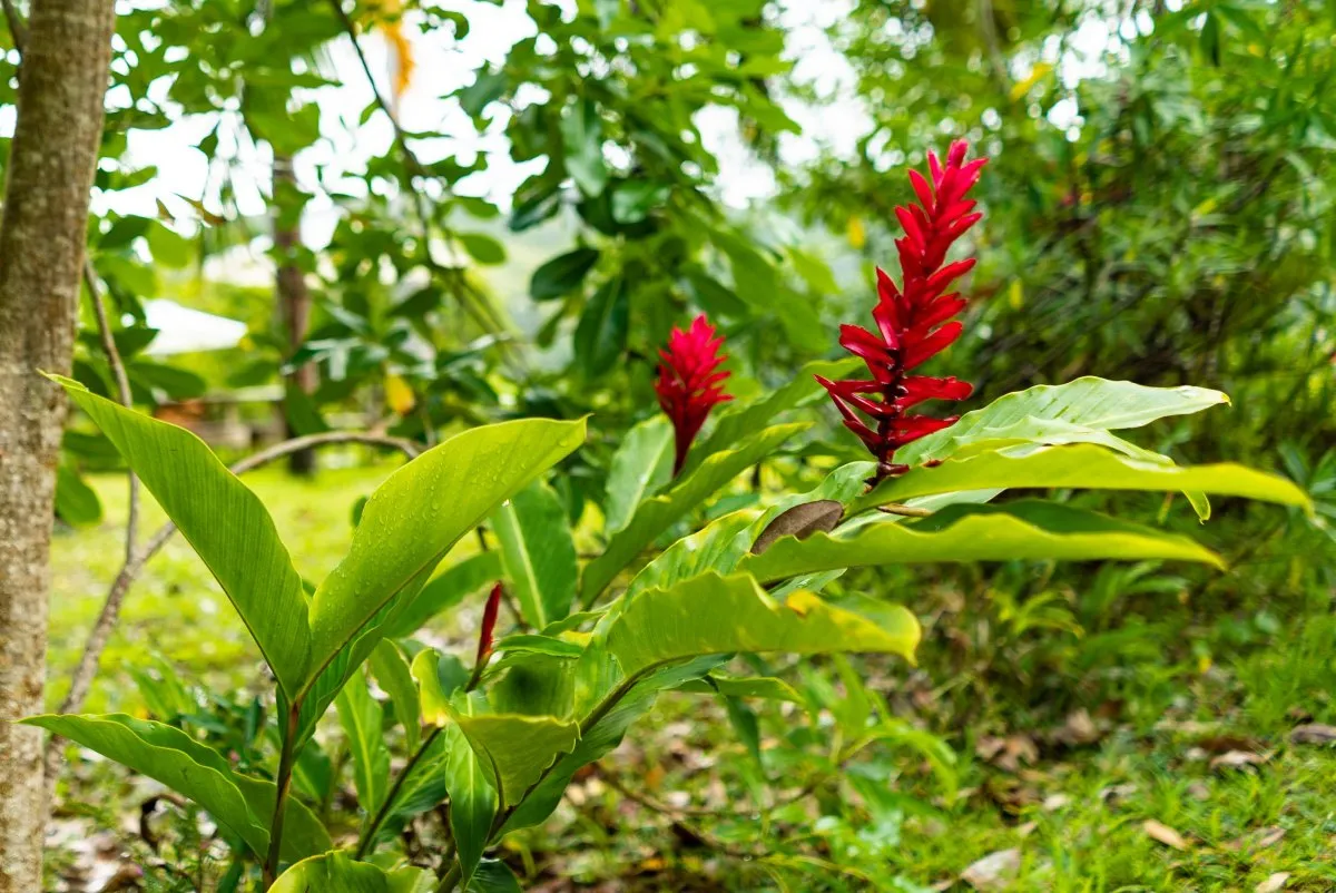 Red ginger plant with large green leaves in a southern Mauritius forest after rain