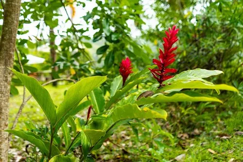 Red Ginger plant in forest in the south of Mauritius