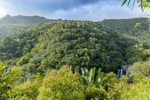 Cascade Leon seen from most beautiful forest in Mauritius