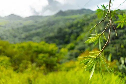 Close-up of Fresh and Little green plants