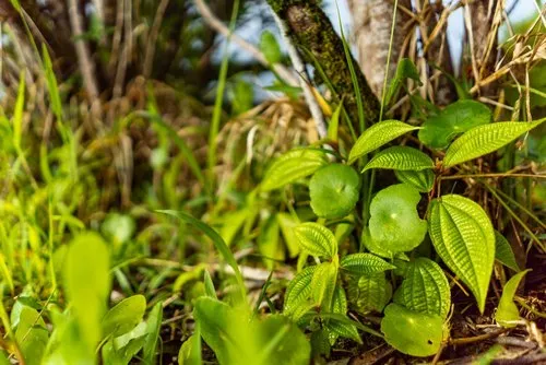 Little green plants growing in nature at l'Exil