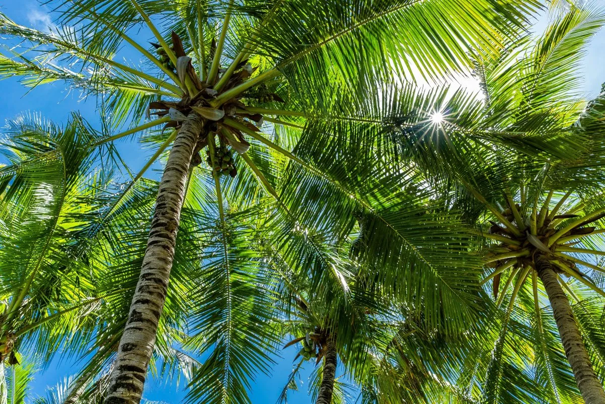 Sun rays filtering through coconut tree leaves at Constance Belle-Mare Plage hotel garden in Mauritius