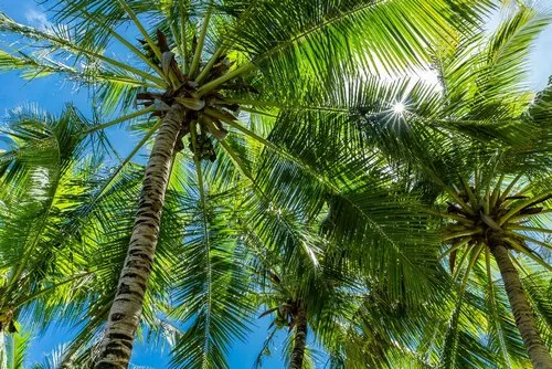 Sun rays through the Coconut Trees leaves under blue sky