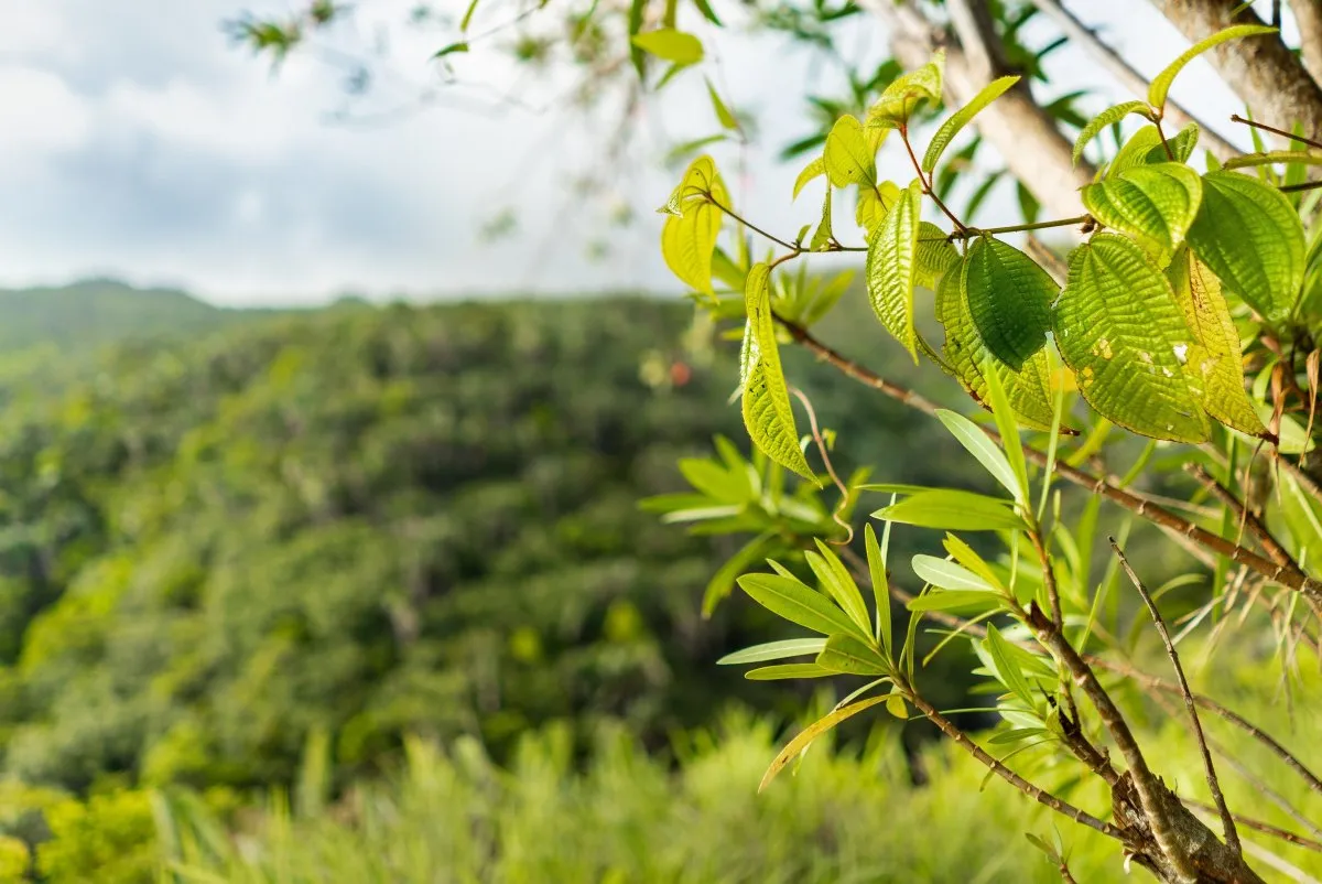 Close-up of green leaves in a forest landscape in Mauritius with a blurred background