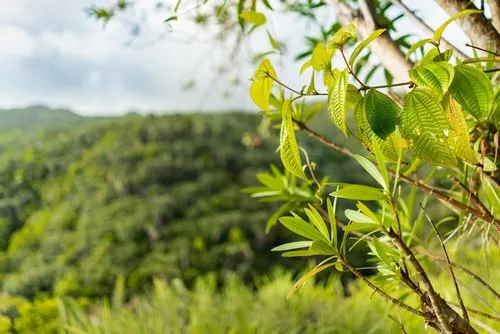 Nature forest landscape in Mauritius