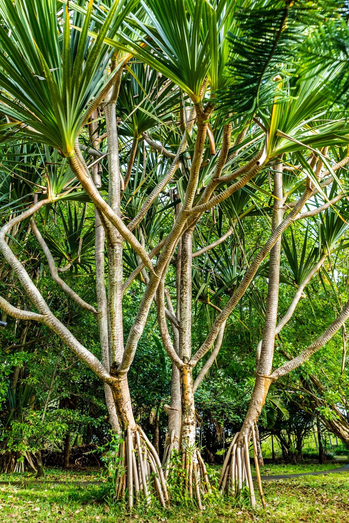 Lau-hala screw pine tree with aerial roots in a forest setting in Mauritius