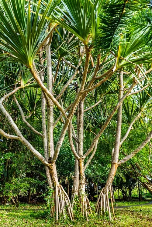Lau-hala or screw pine tree with aerial roots