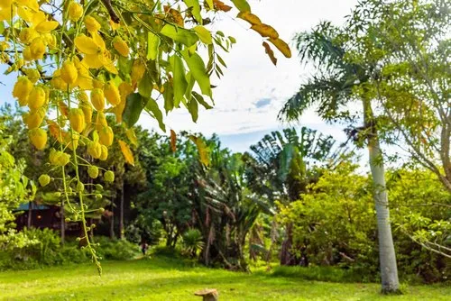 Glorious Golden chains in forest Mauritius