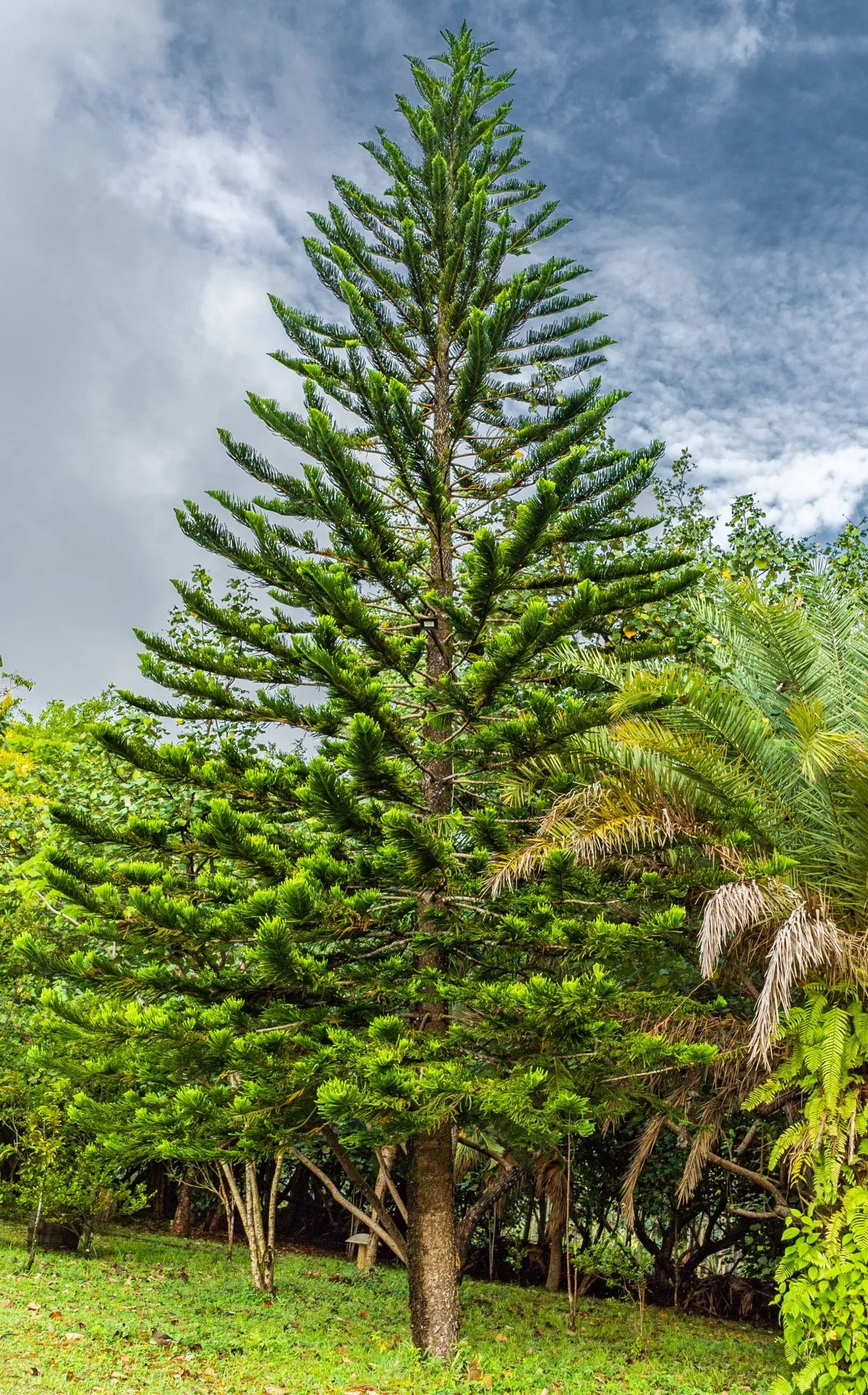 Dark green pine tree known as Araucaria in L'Exil lodges garden in Mauritius
