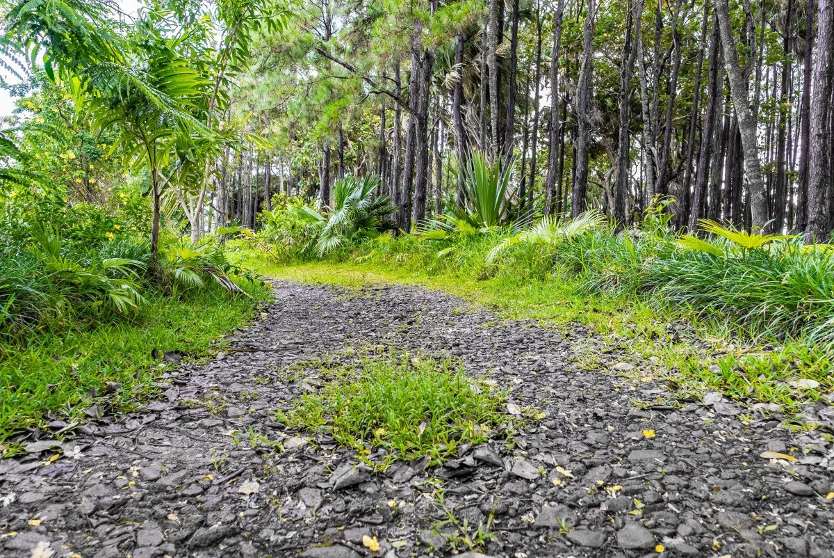 Rocky pathway winding through green forest with grey trees at L'Exil Lodges in Mauritius