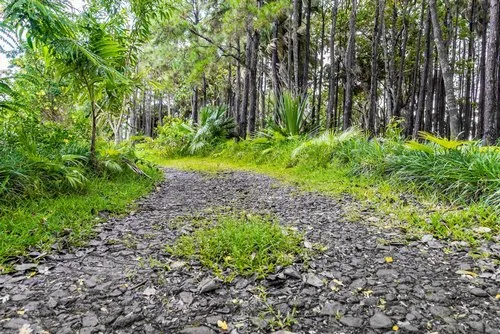 Natural rocky Pathway in the forest