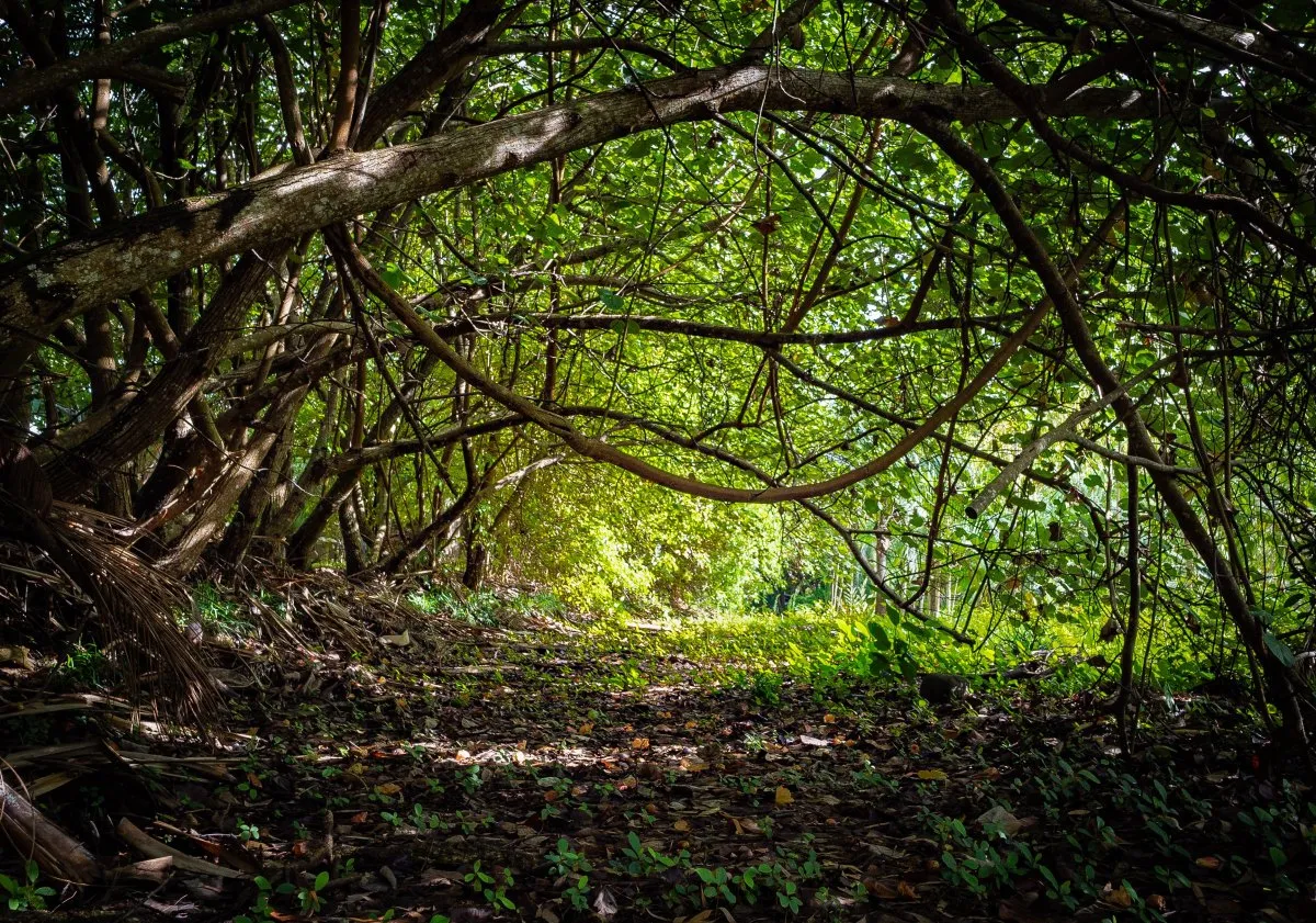 Shaded forest tunnel path with trees and lianas in Mauritius under sunlight