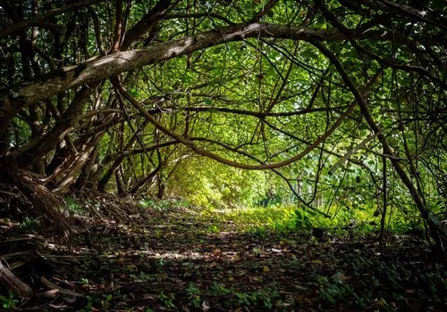 Mauritius Forest Tunnel in forest