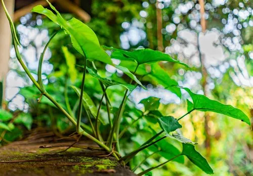 Climbing vine plant growing in nature