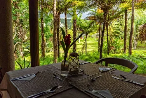 Green Forest garden with ferns and trees