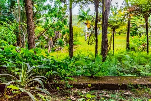 Ferns and Vine in wild forest near Mauritius lodges