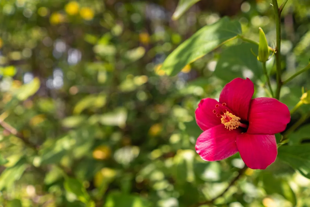 Large red hibiscus flower growing naturally in wild forest at L'Exil Lodges, Mauritius