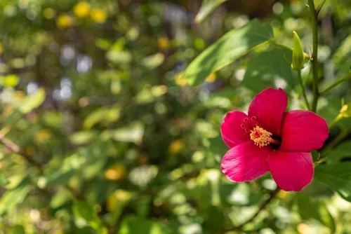 Large beautiful Red Hibiscus in wild nature forest