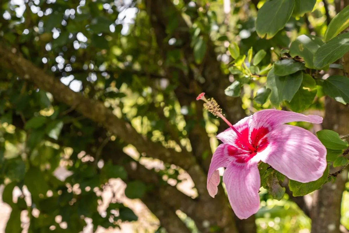 Light pink and red hibiscus flower blooming in nature in Mauritius