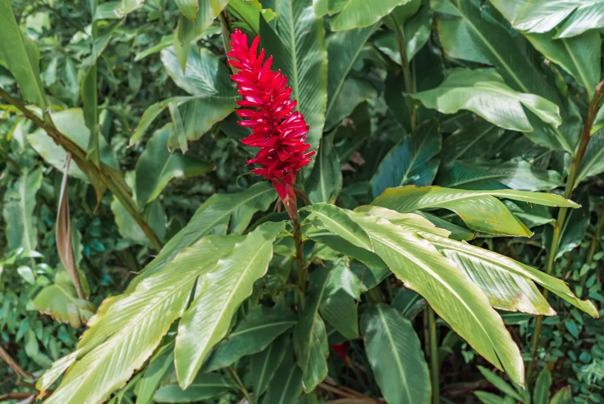 Close-up of a large red ginger flower with broad green leaves in Mauritius
