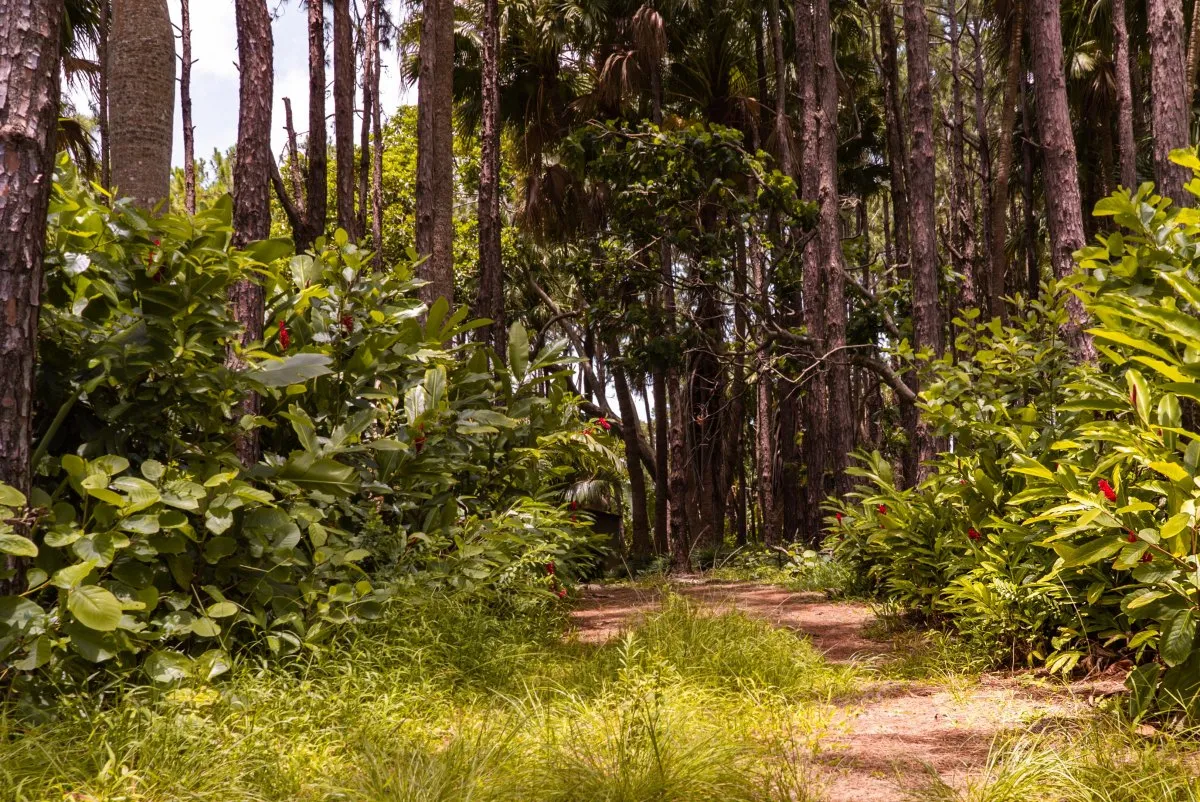 Trekking pathway surrounded by old brown trees and lush vegetation at Exil Lodges in Mauritius