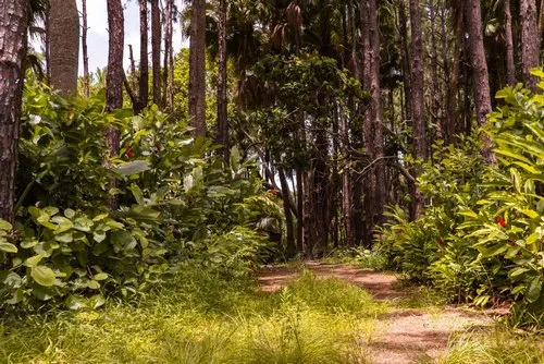 Nature trekking Pathway in Mauritius