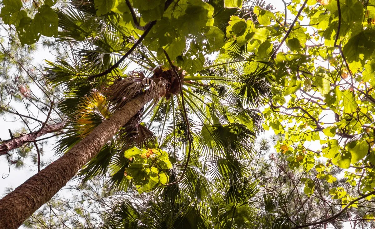 Tall windmill palm tree among forest plants under grey sky in Mauritius