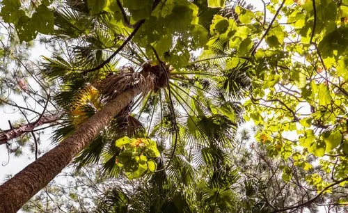 Windmill Palm Tree forest plants of Mauritius