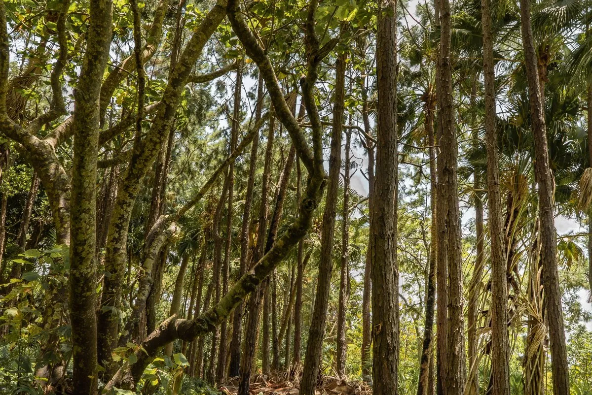 Dense endemic forest with brown tree trunks in the south of Mauritius