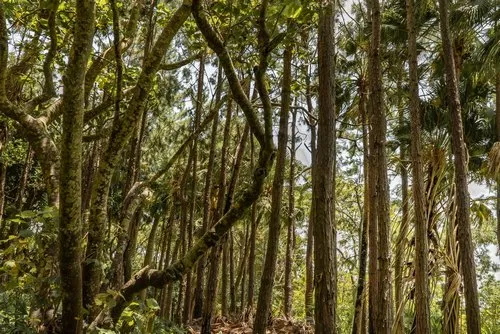 Wild dense endemic forest of Mauritius