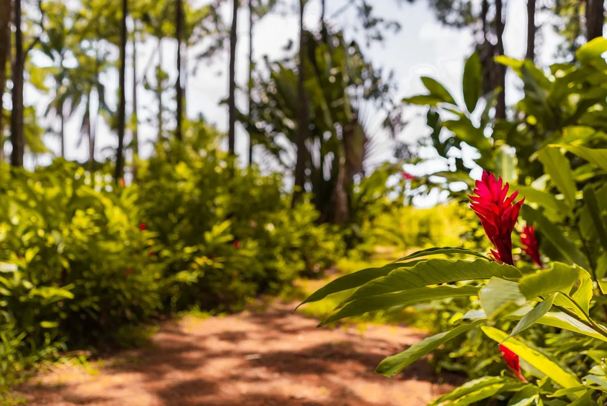Purple Red Ginger flowers lining a pathway in a Mauritius indigenous forest