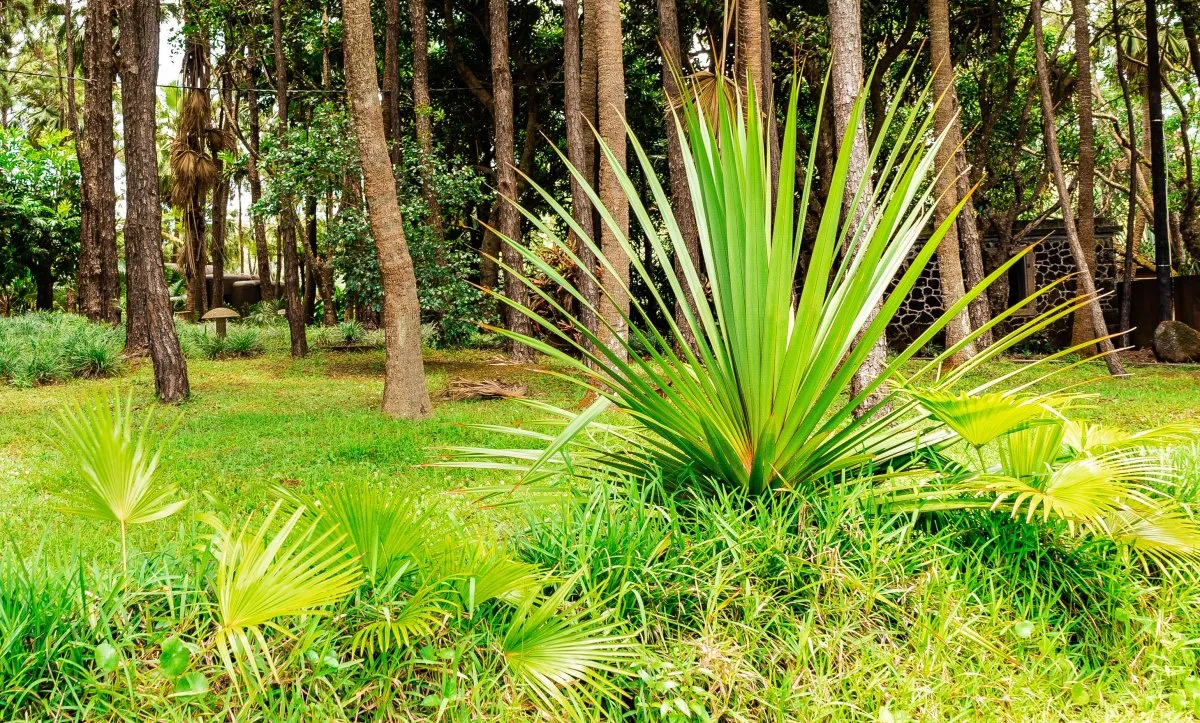 Large green yucca plant growing in lush vegetation of Exil forest, southern Mauritius