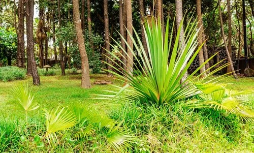 Yucca plant of luxuriant vegetation in south of Mauritius