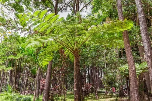 Fern Fandia Tree endangered plants of Mauritius