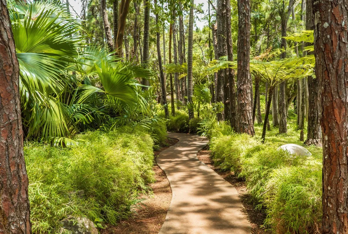 Zigzag pathway surrounded by dense green forest plants at Exil Lodges in Mauritius