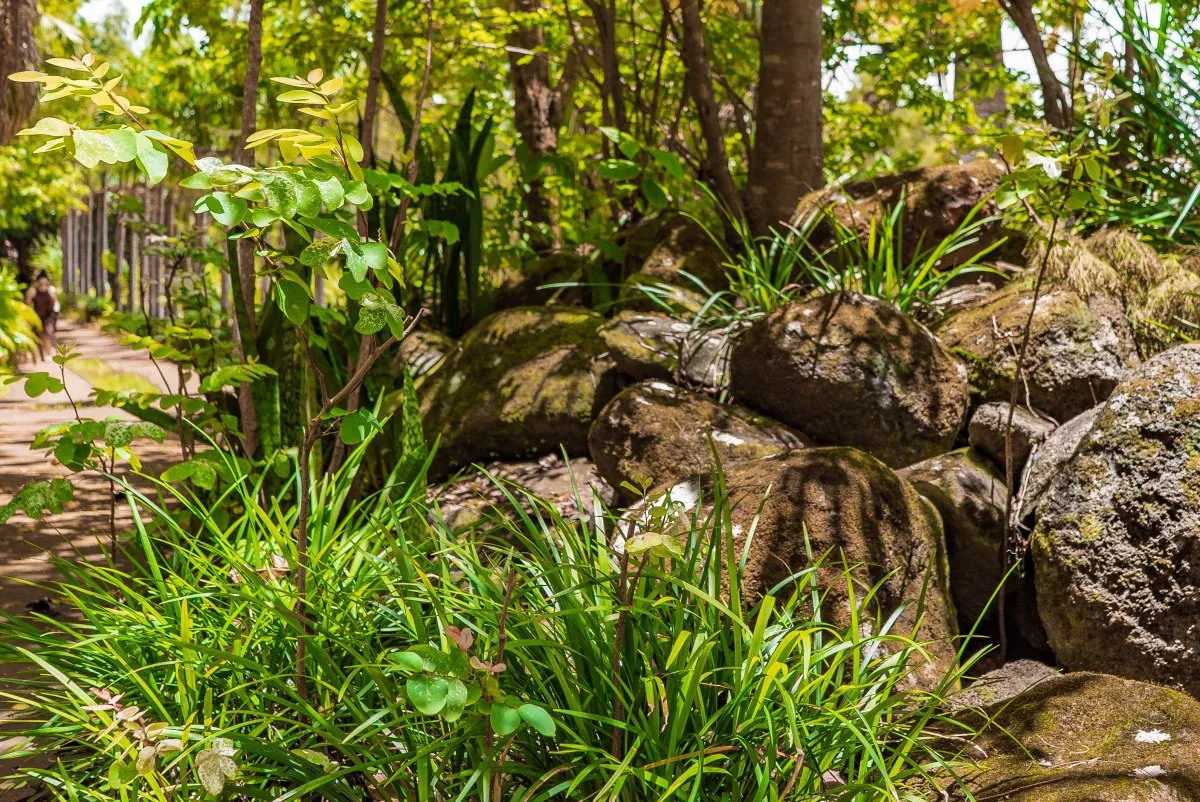 Volcanic rocks surrounded by tall grass and forest nature in Mauritius