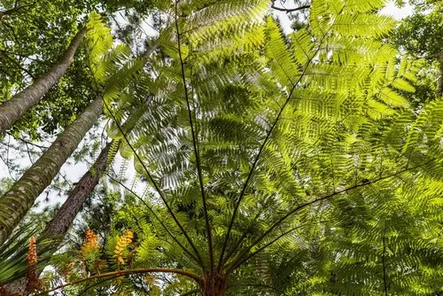 Endemic Fern Fandia trees of Mauritius