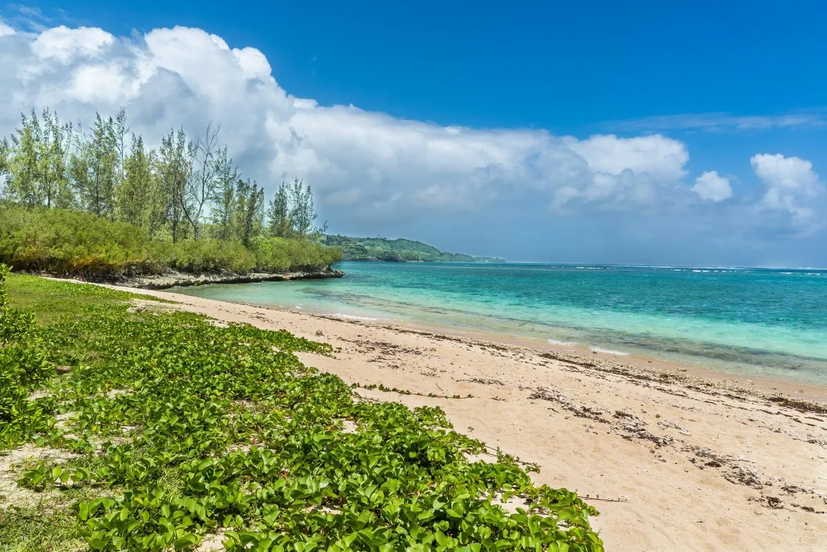 Green Railroad Vine beach plants growing along the seashore at La Prairie in Mauritius