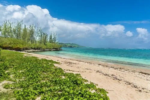 Green Railroad Vine beach plants