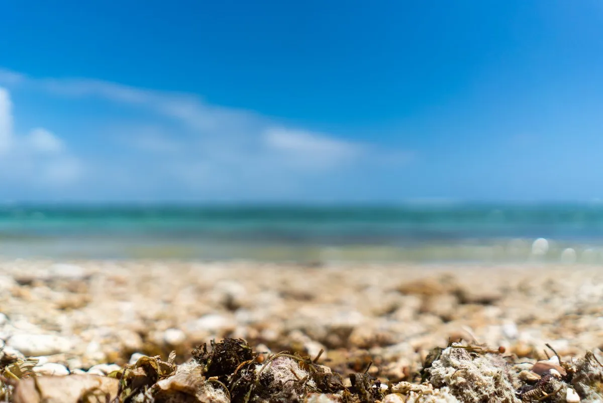 Blurred corals scattered on the wild sandy beach of La Prairie in Mauritius