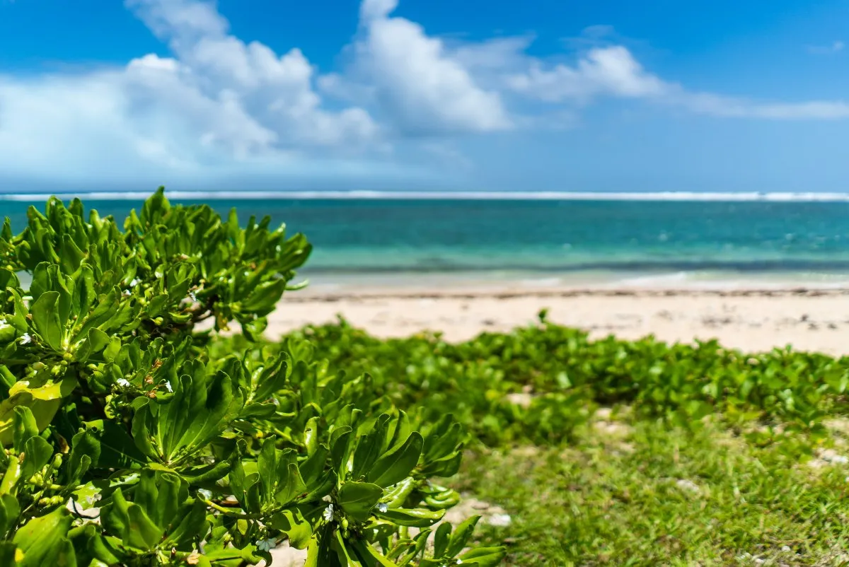 Wild beach and sea with Railroad Vine overgrowth in Mauritius under cloudy sky