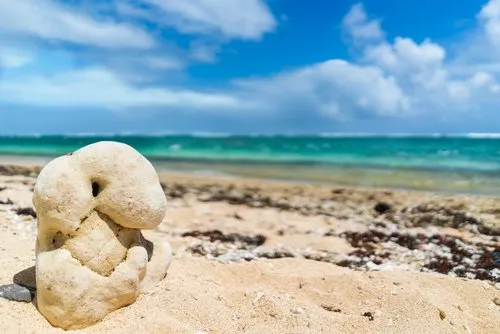 Strange white coral animal-like formation on the beach