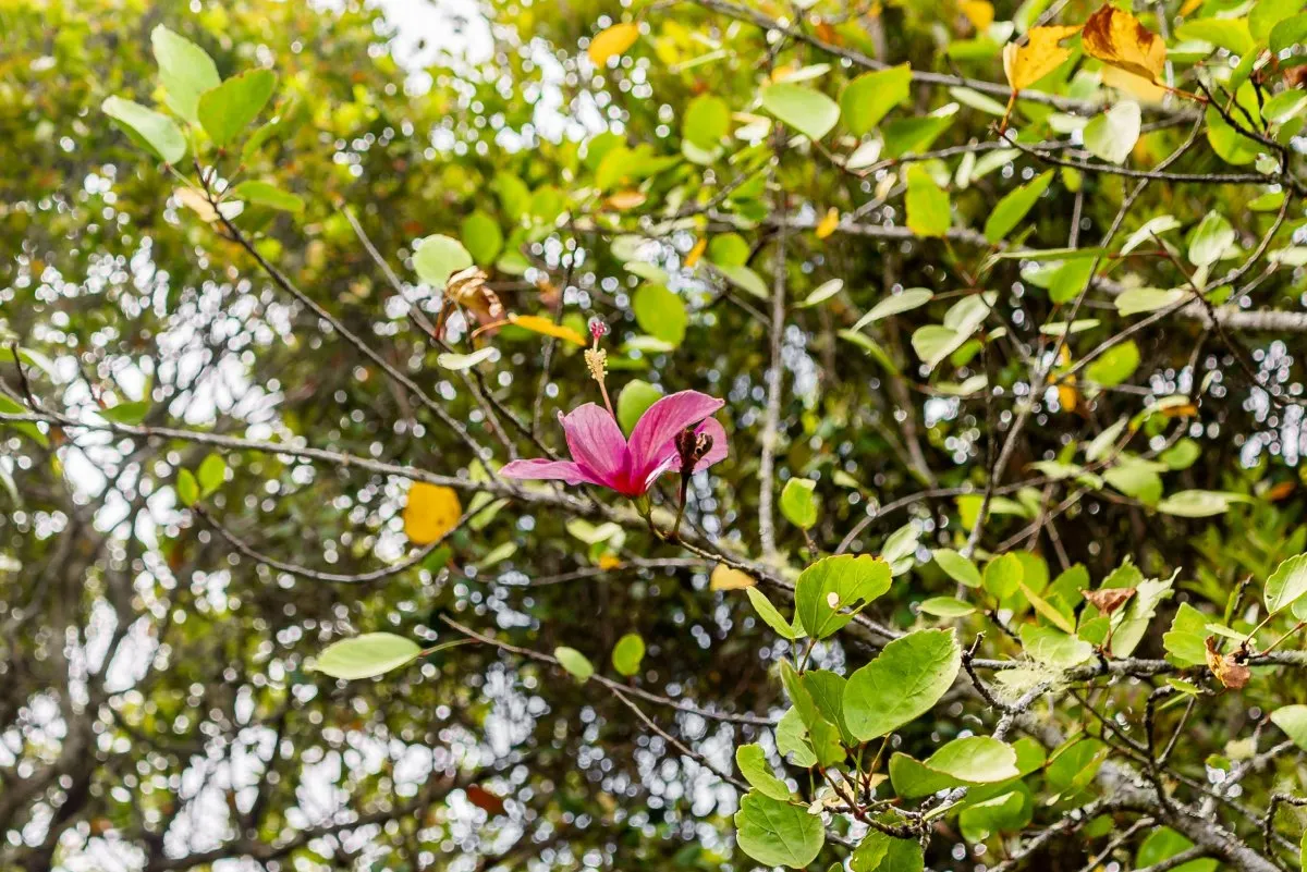 Rare pink Hibiscus Genevii flower blooming high on a tree in Mondrain Nature Reserve, Mauritius