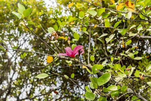 Rare pink Hibiscus Genevii blooming high on a tree