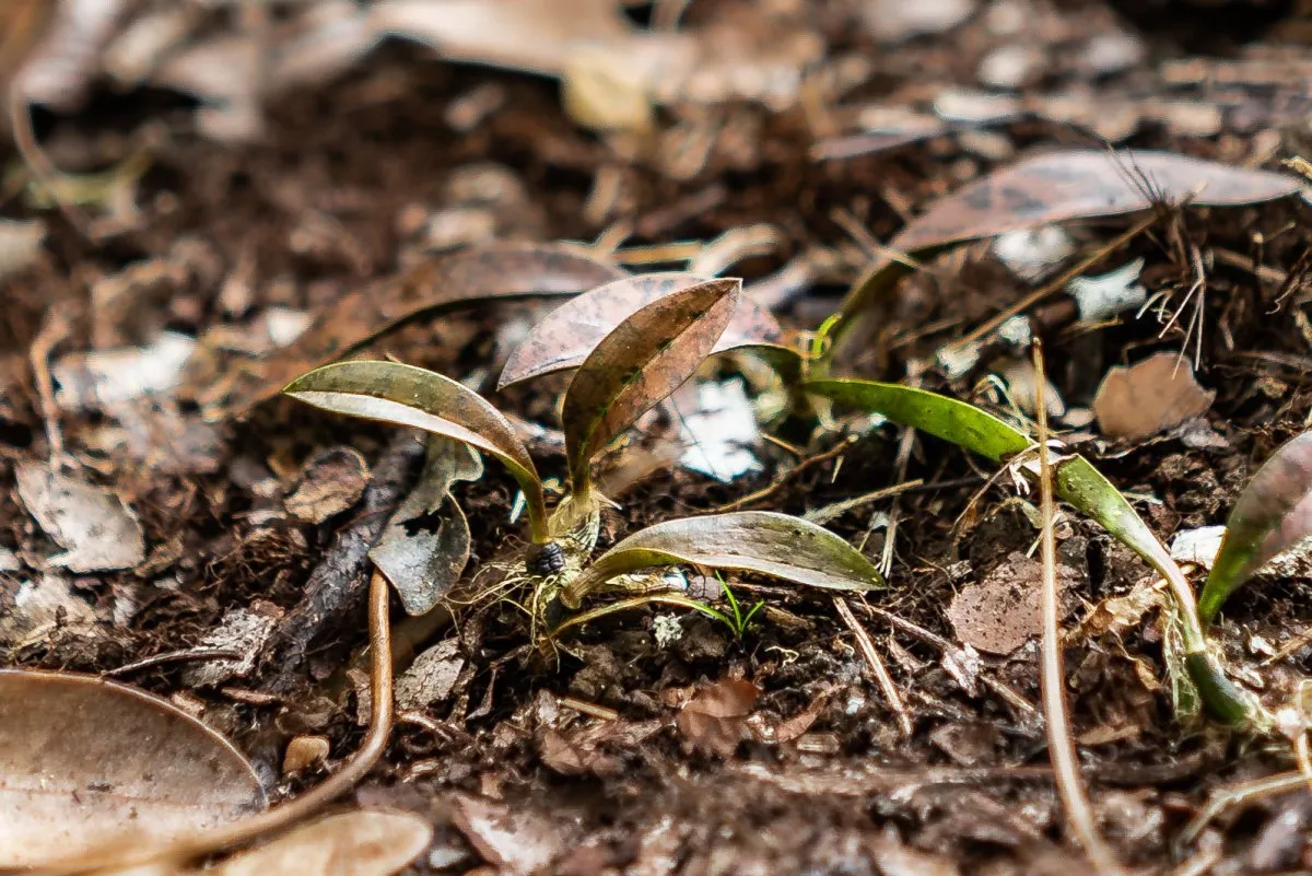 Small brownish muddy plant growing in mud with dried leaves at Mondrain Nature Reserve in Mauritius