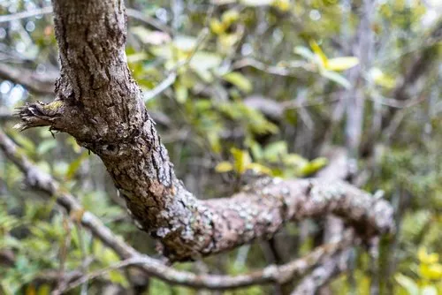 Forest branch at Mondrain Nature reserve