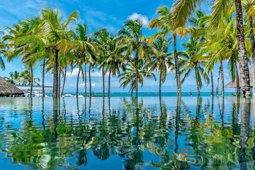 Perfect Palm Trees Reflection in hotel pool