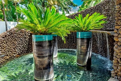 Sago Palm tree in high metal pots and fountain