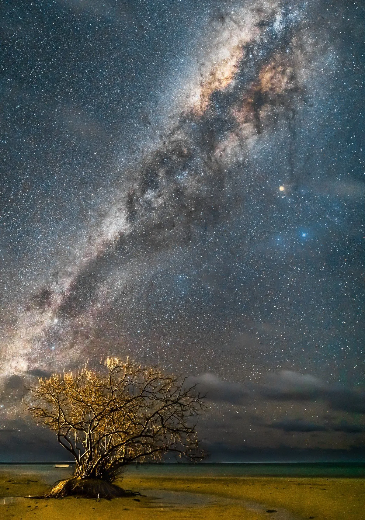 Milky Way galaxy over the old tree at La Prairie beach in Mauritius under a sparkling night sky